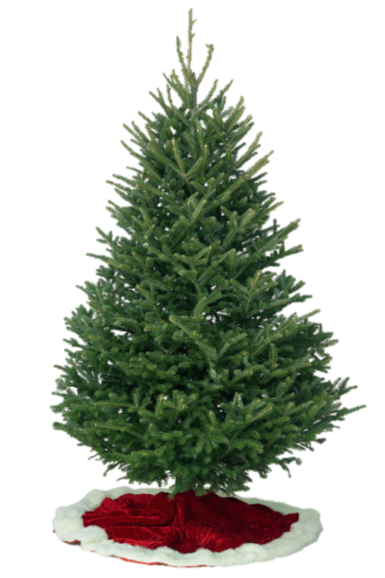 Fraser Fir - Lakeview