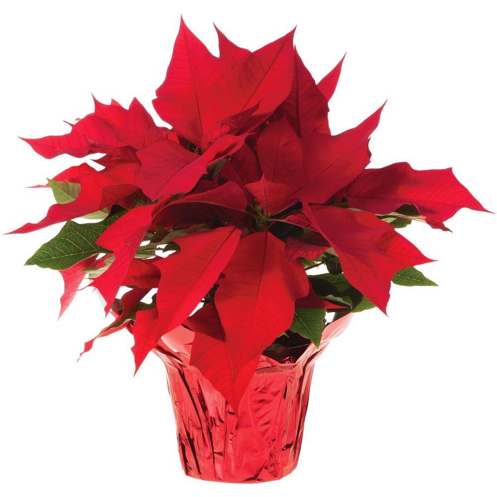 Poinsettia - Lakeview